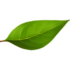 leaf