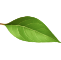 leafDecoration